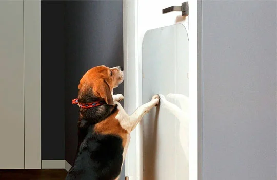 Межкомнатные двери "Антизверь" – защитят от когтей и клыков